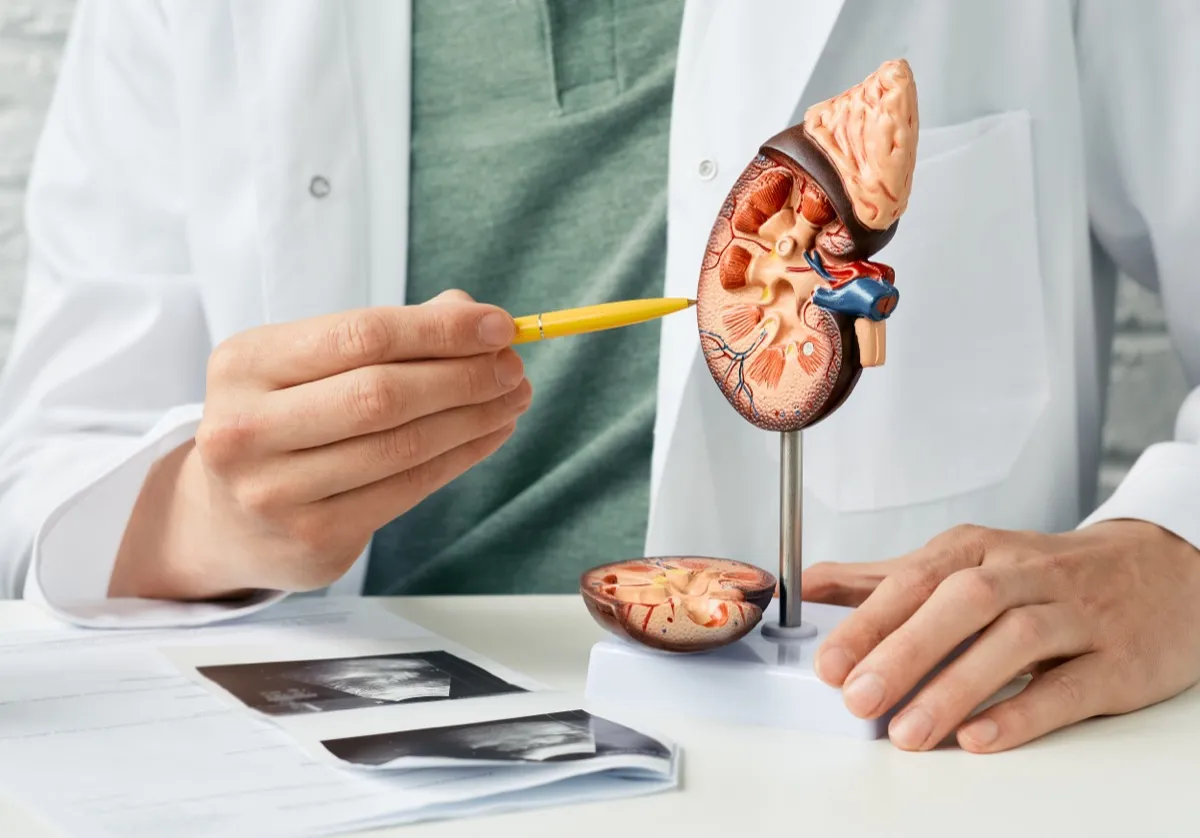 Urology and treatment of kidney disease.  A doctor examines the health of a patient's kidneys using an ultrasound of the kidney and an anatomical model